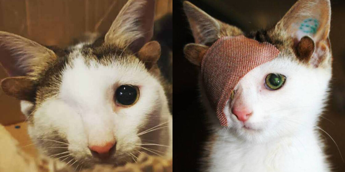 γατάκι με 4 αυτιά