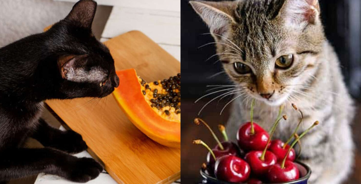 γάτες φρούτα