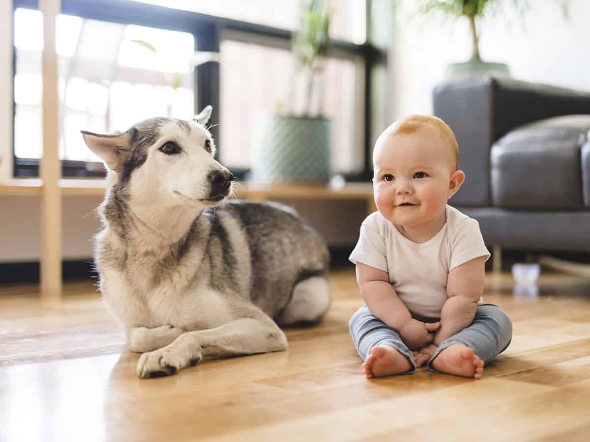 σκύλος και μωρό 