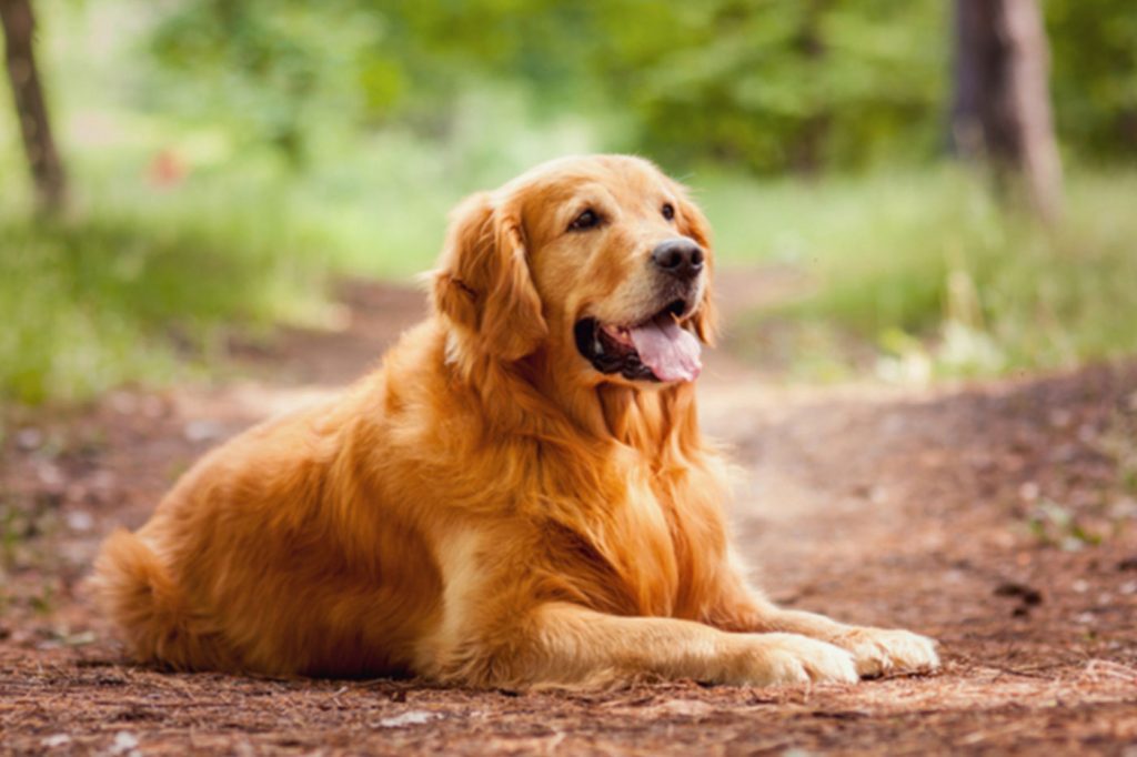 Golden Retriever