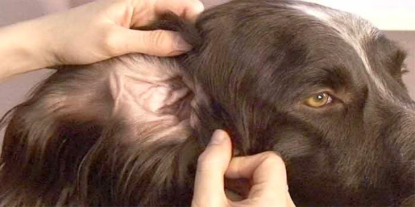 Καθαρισμός αυτιών σκύλου