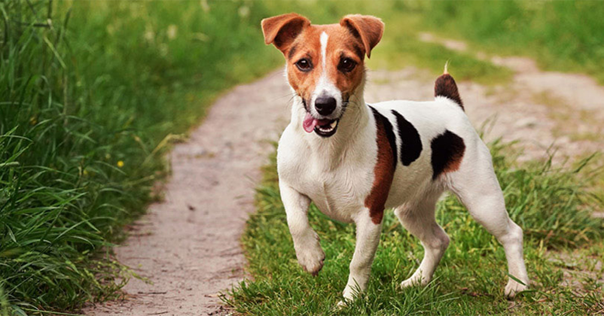 Jack Russell Terrier