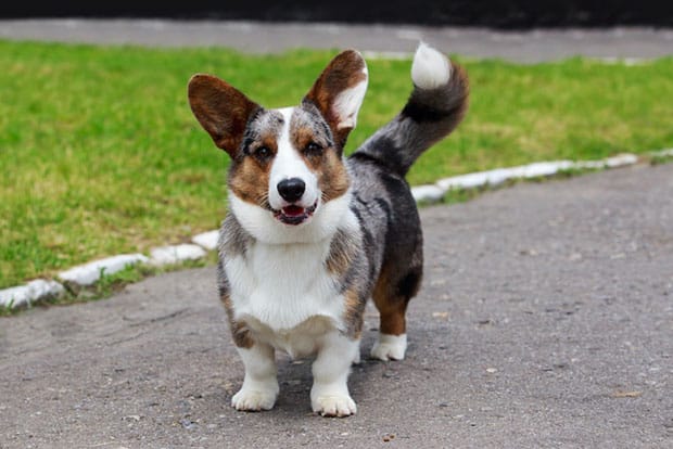 corgi