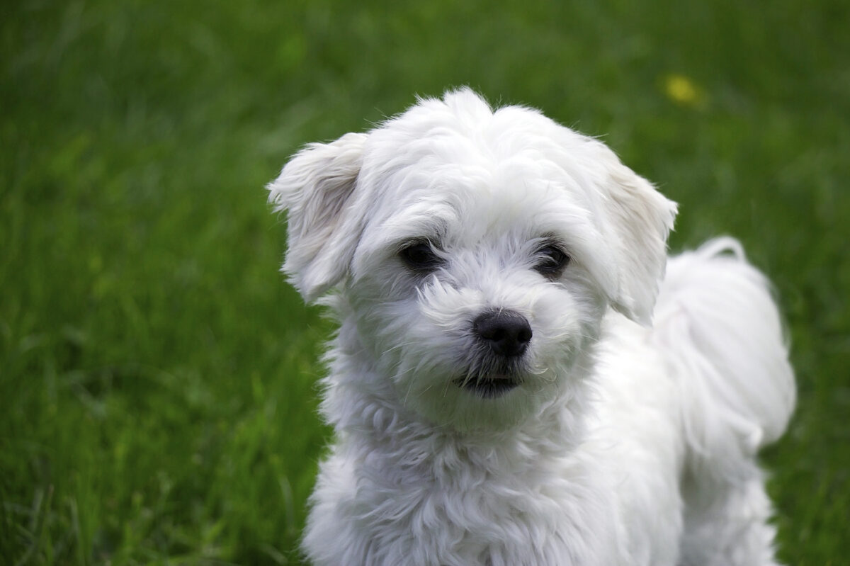 dog 