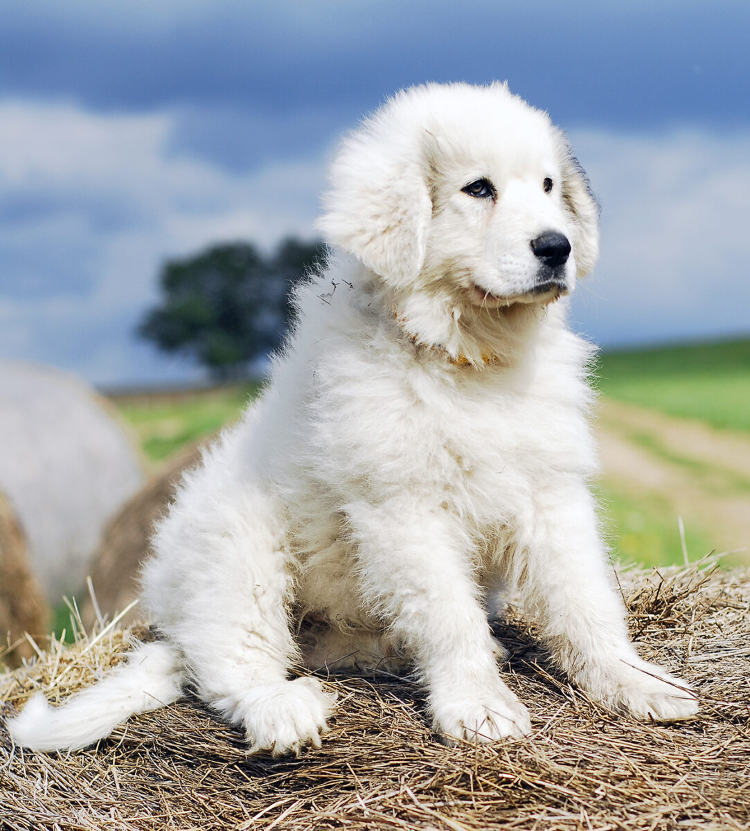 Great Pyrenees
