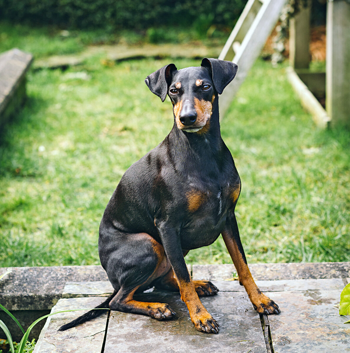 Manchester Terrier 