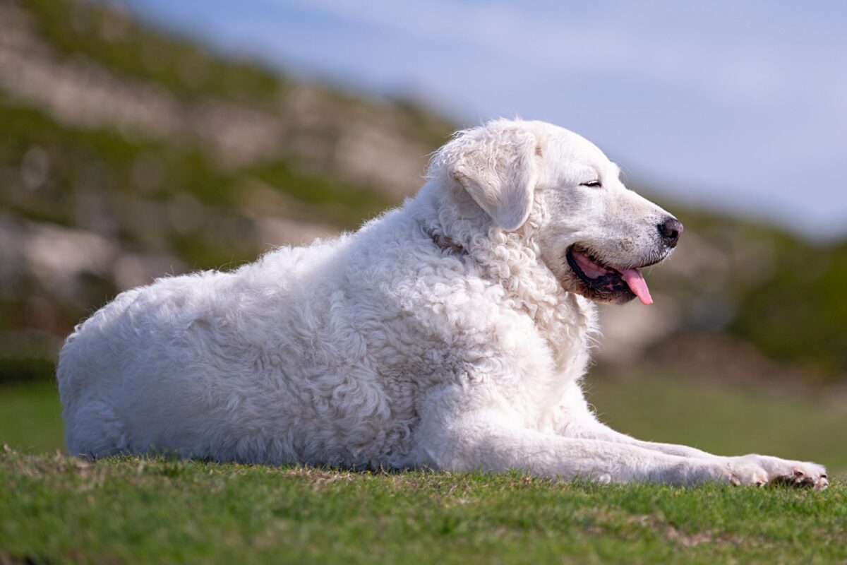 Kuvasz