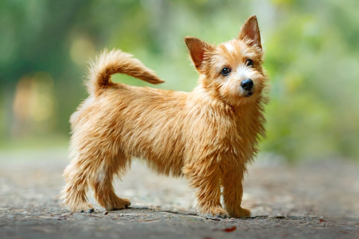 Norwich Terrier