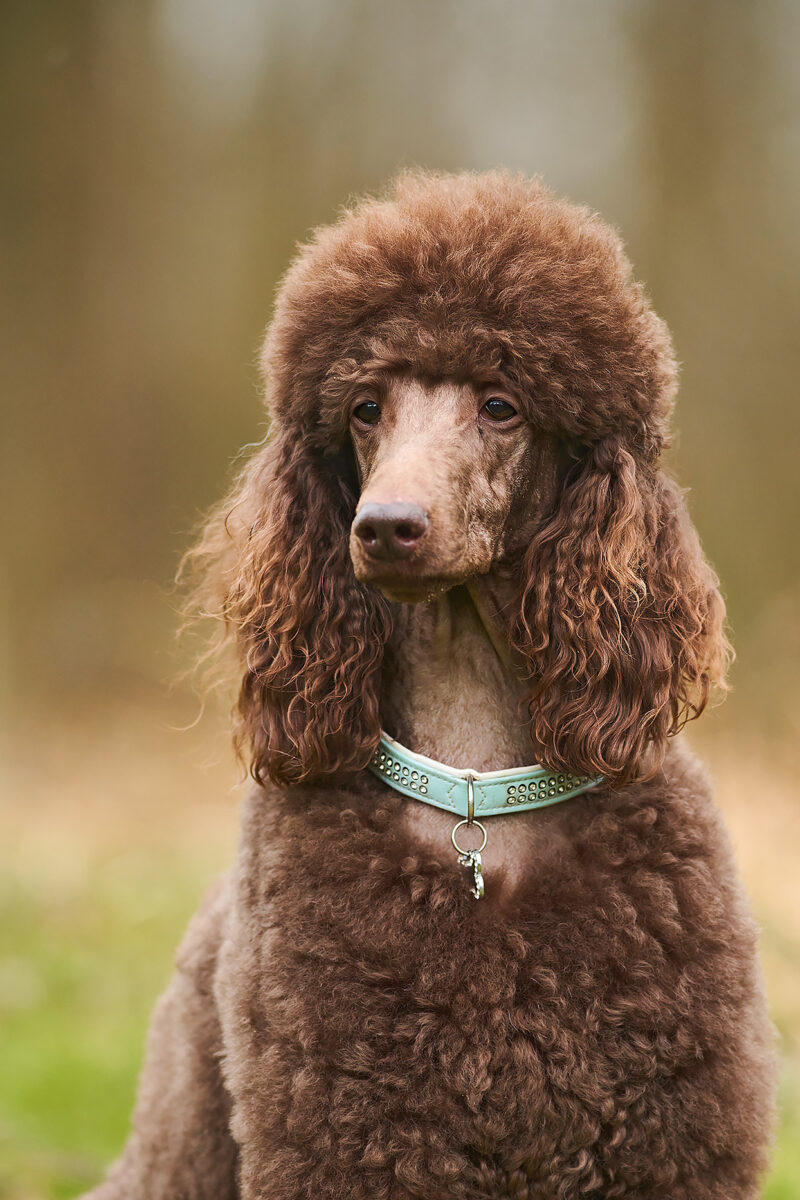 Poodle