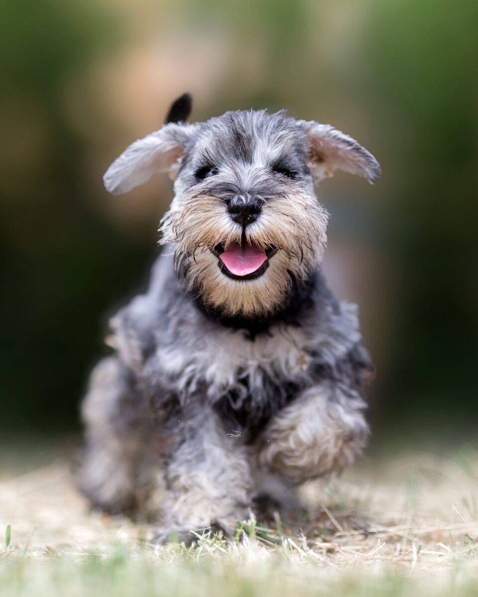 dog 