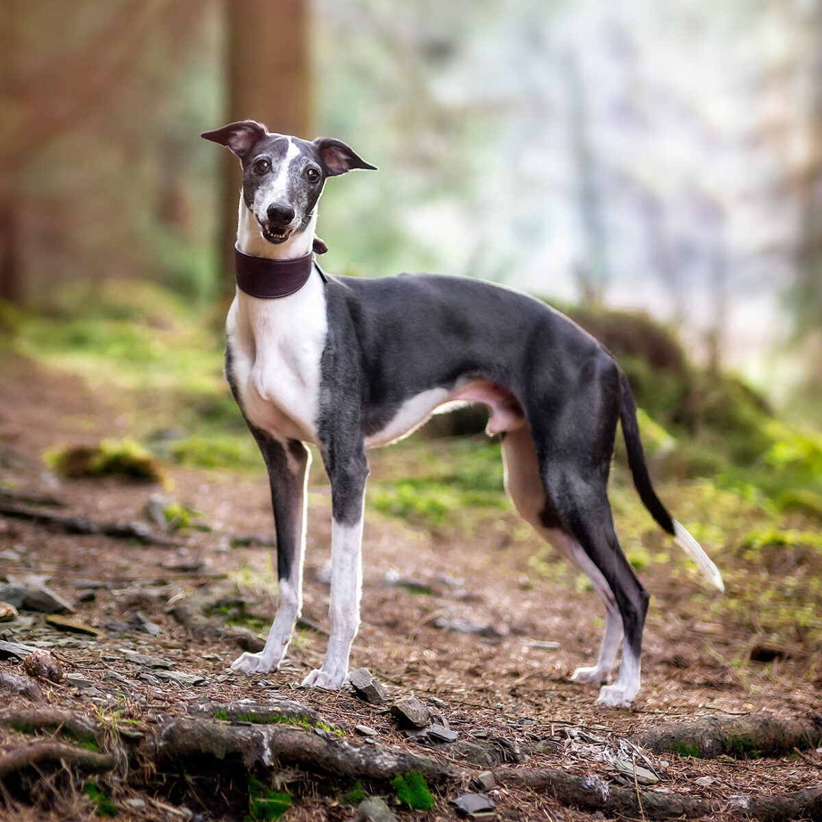 whippet 