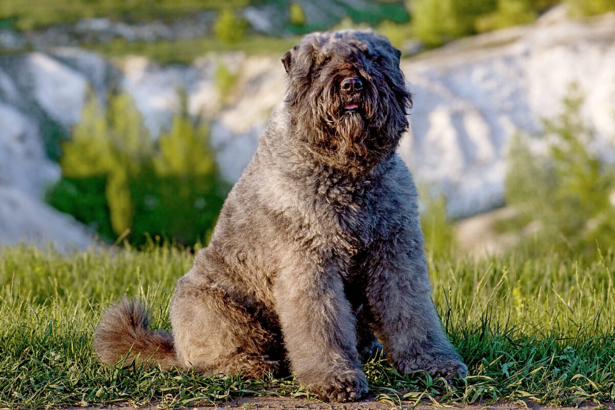 Bouvier des Flandres