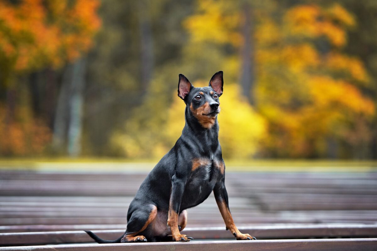 German Pinscher