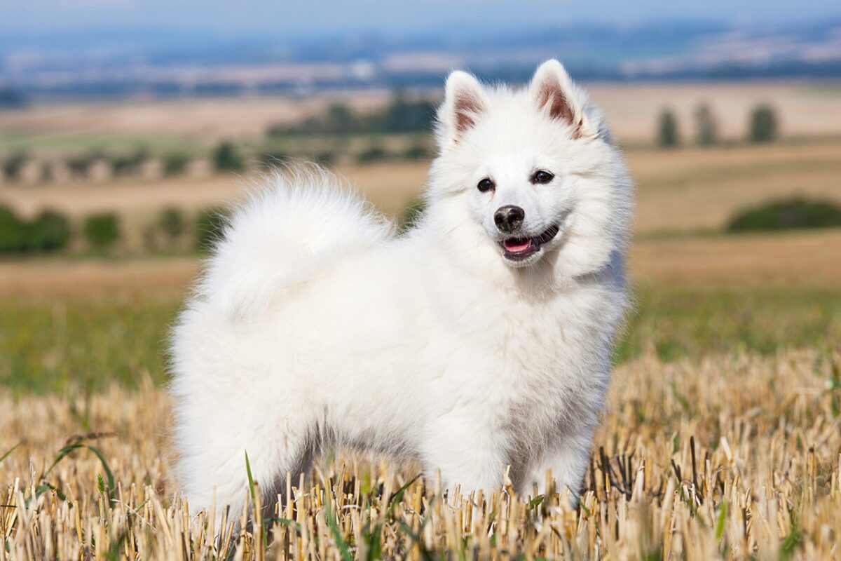 German Spitz