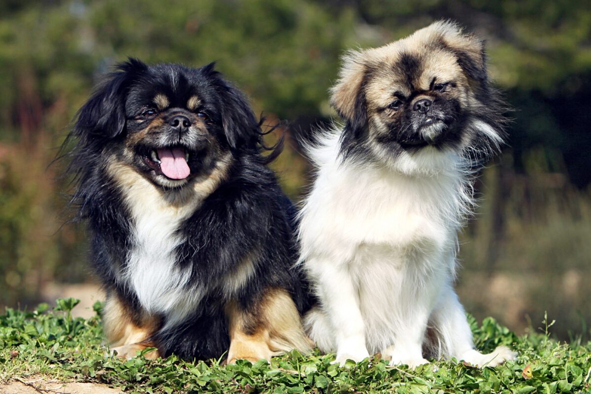 dogs