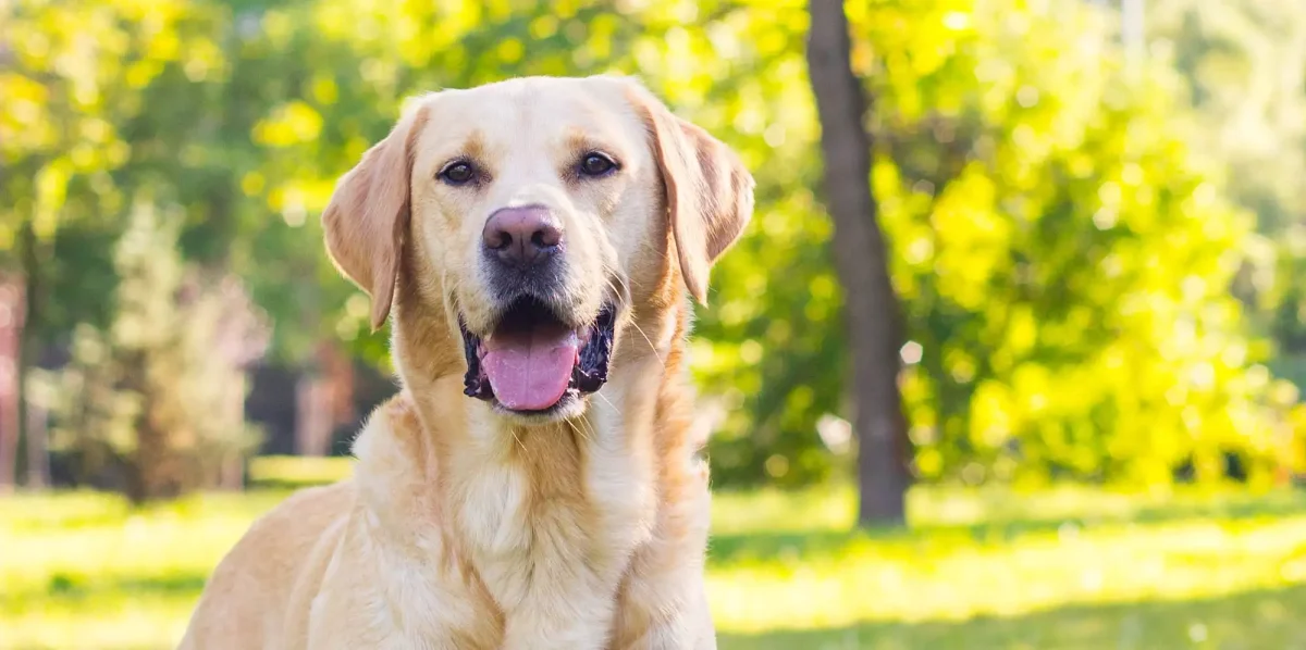 Labrador Retriever