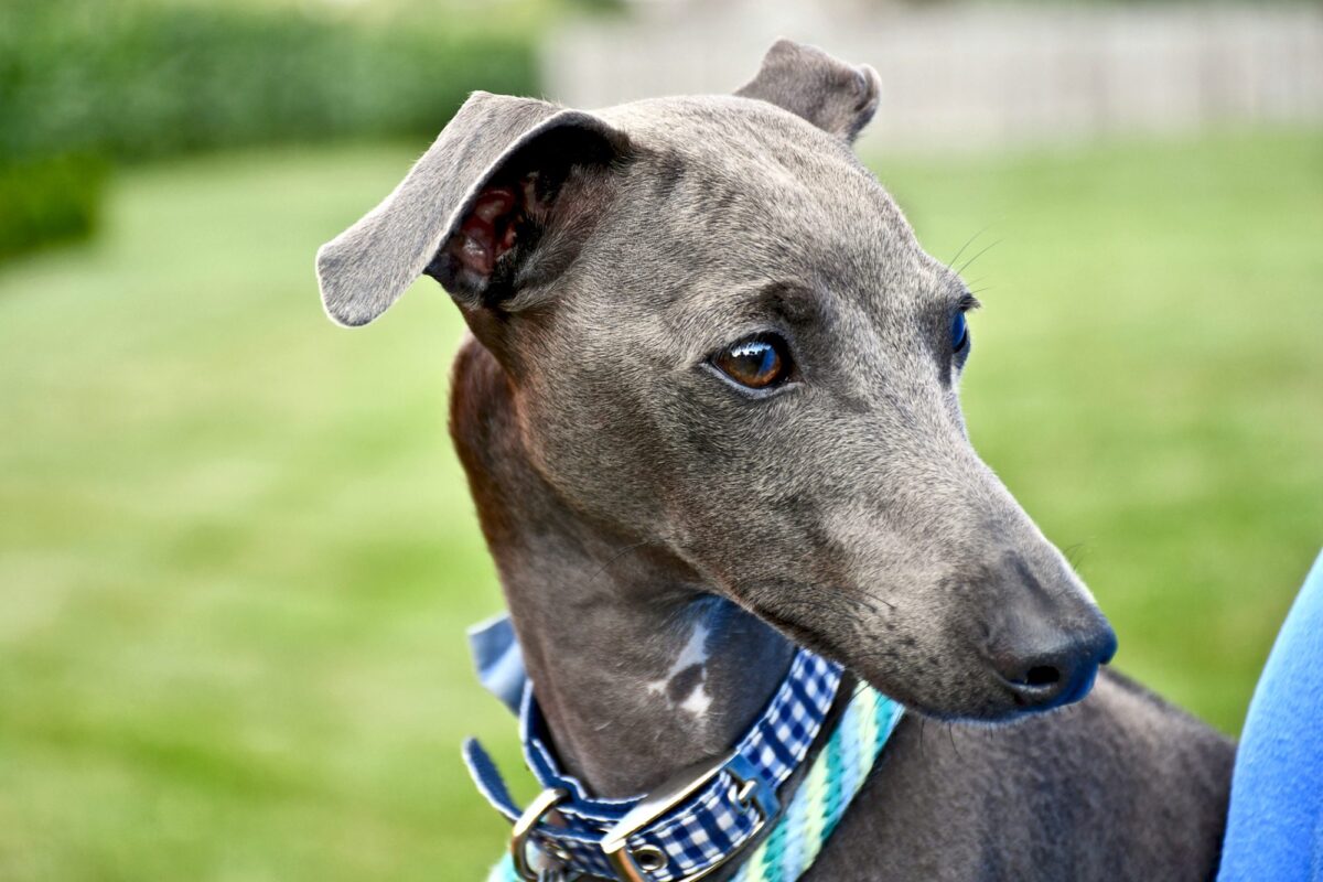 Greyhound