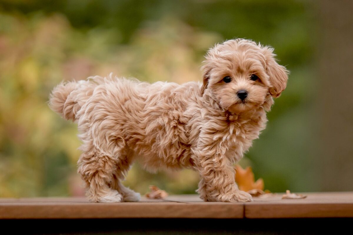 Maltipoo