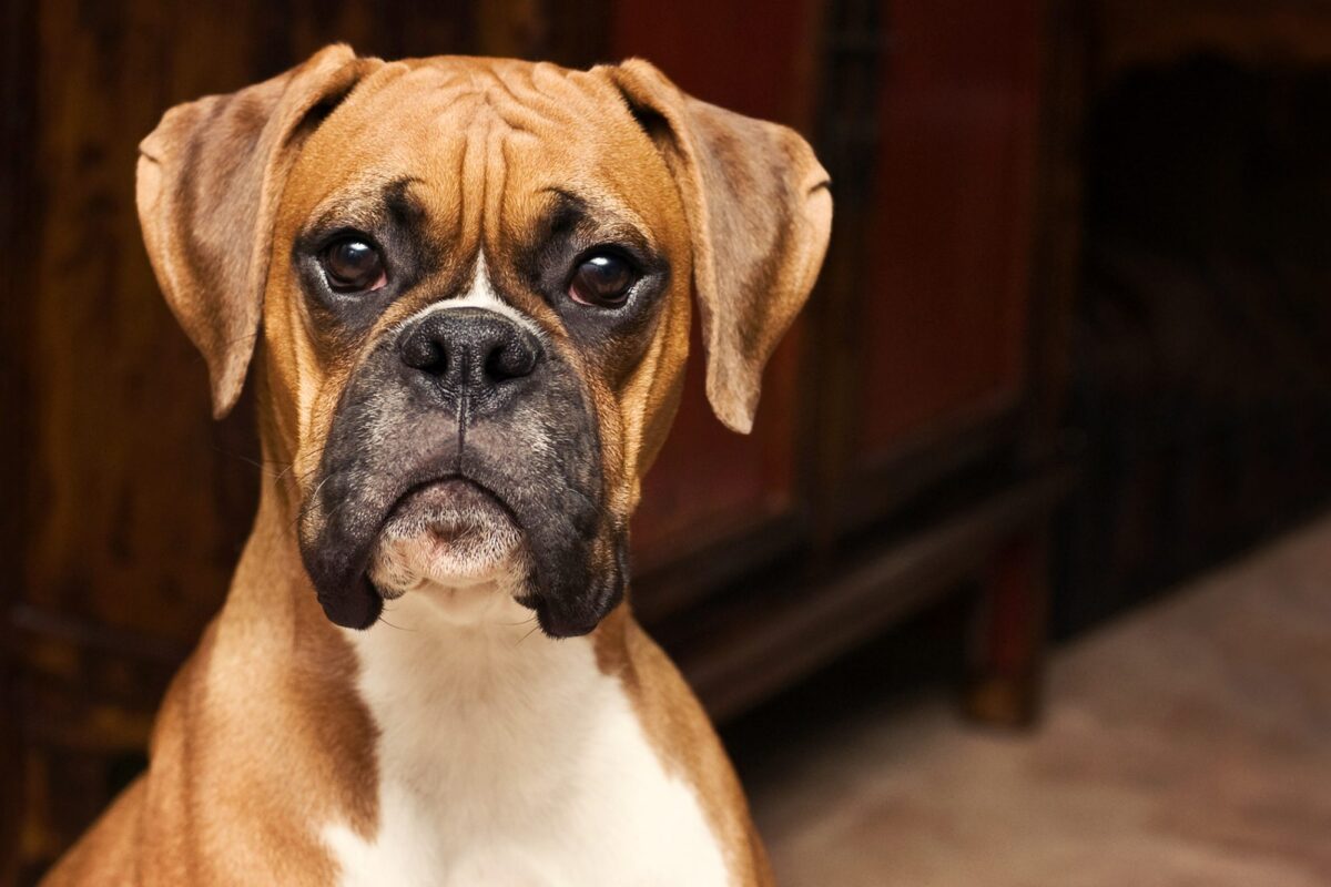 Boxer