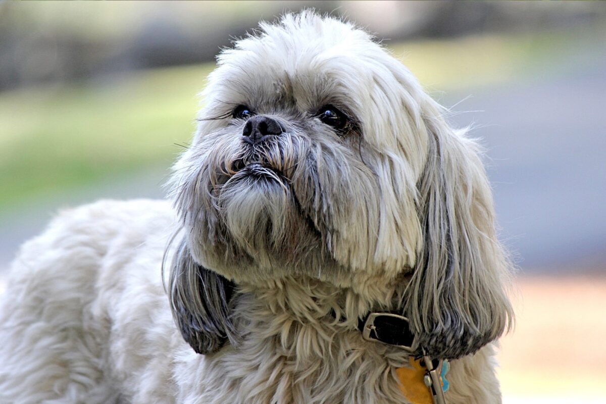 Lhasa Apso