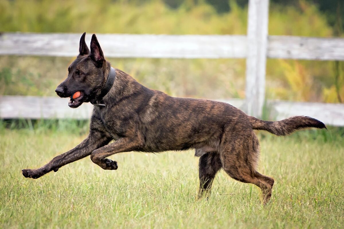 Dutch Shepherd
