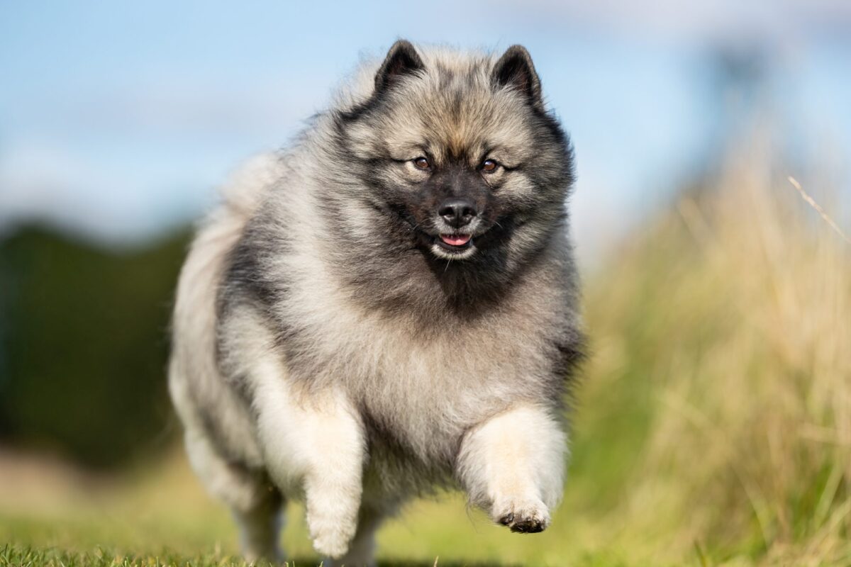 Keeshond