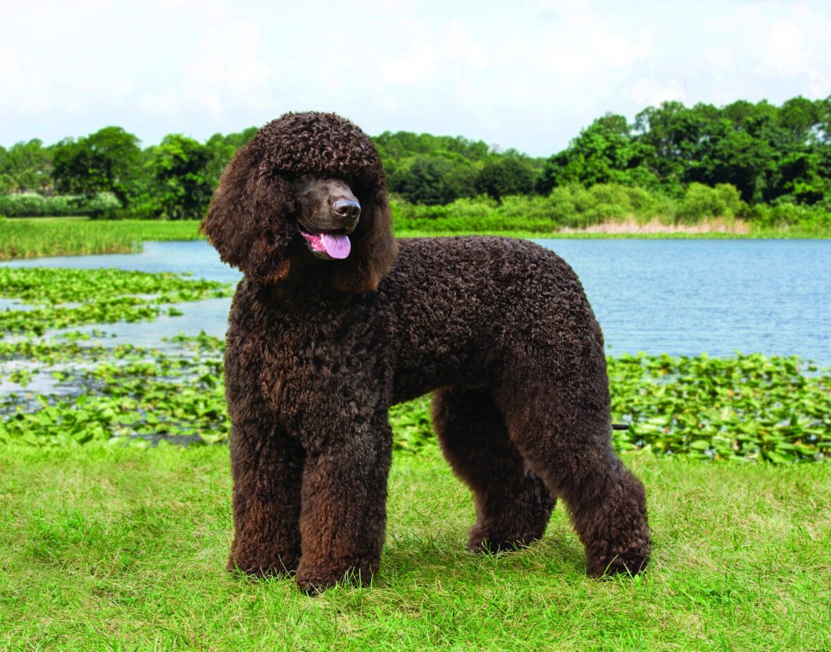 Irish Water Spaniel