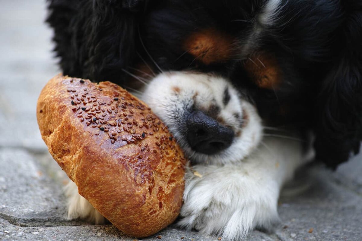 σκύλος και ψωμί