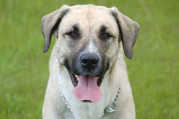 Kangal