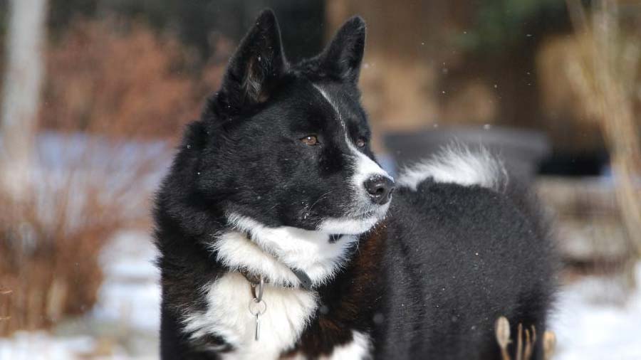 Karelian Bear