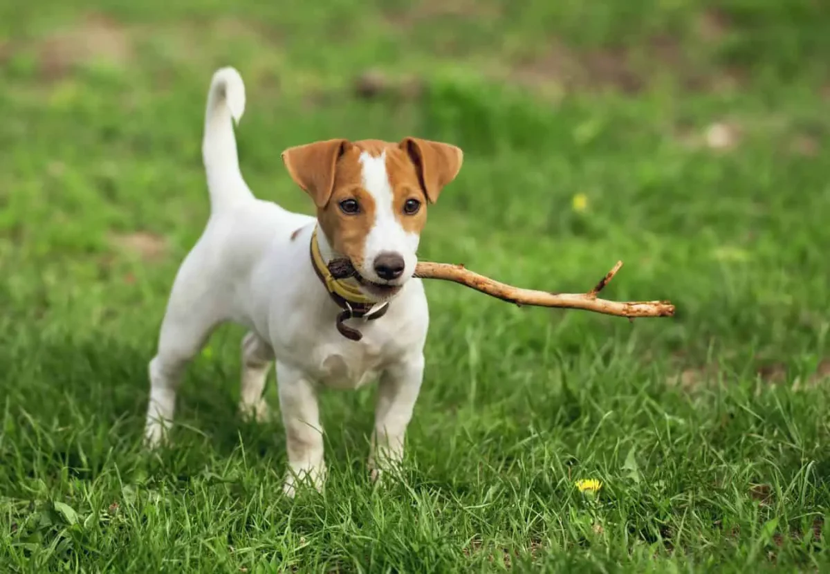 Jack Russell Terrier