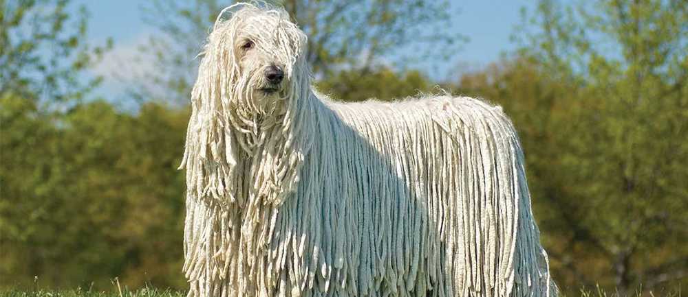 Komondor