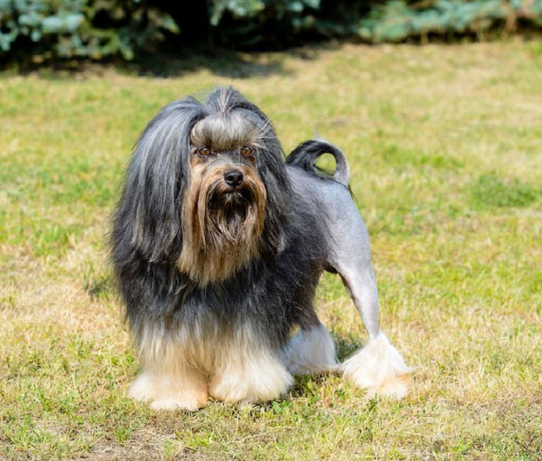 Löwchen