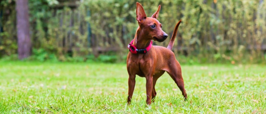Miniature Pinscher