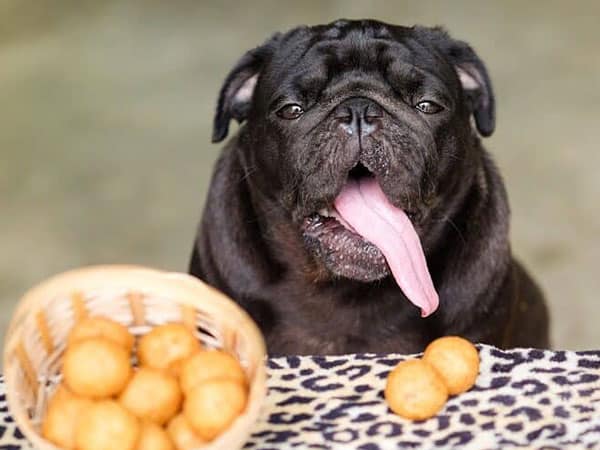 σκύλος και πατάτα 
