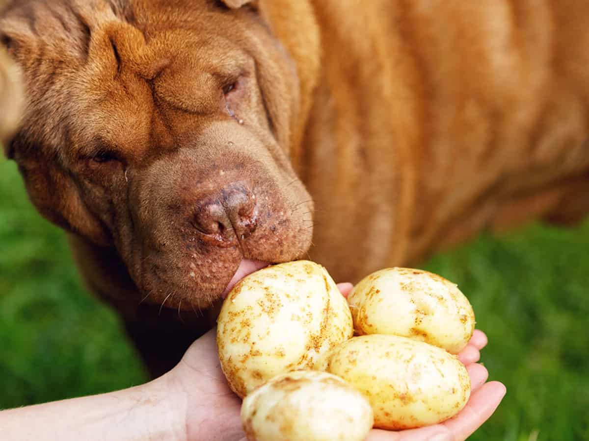 σκύλος και πατάτα 