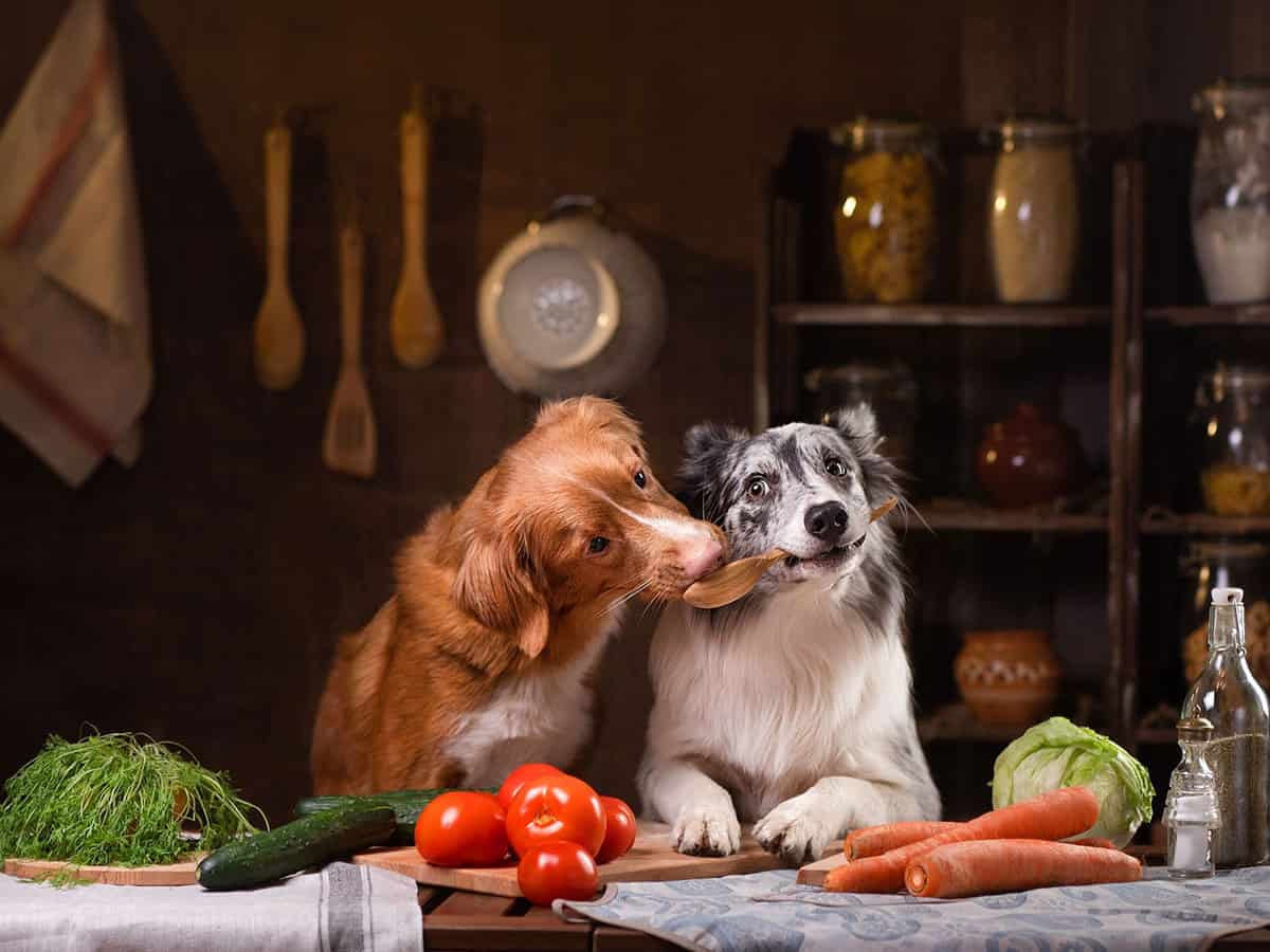σκύλος και ντομάτα