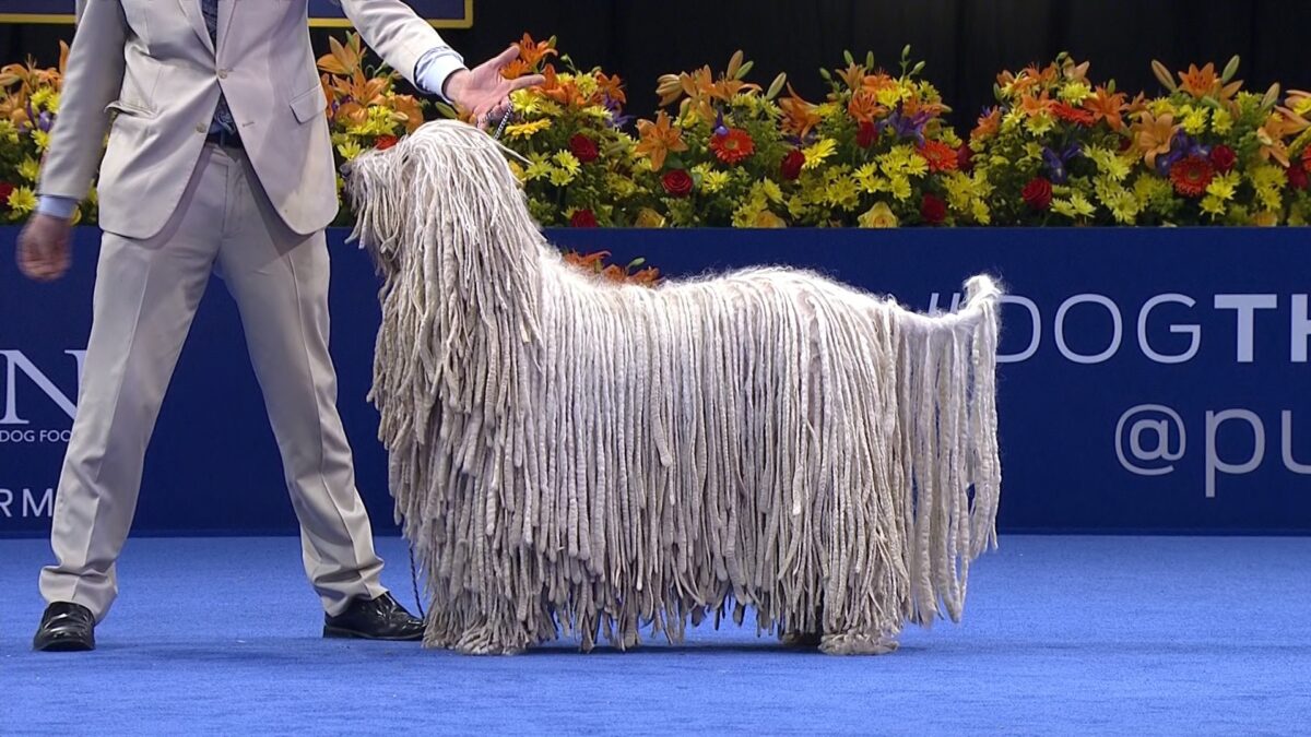 Komondor