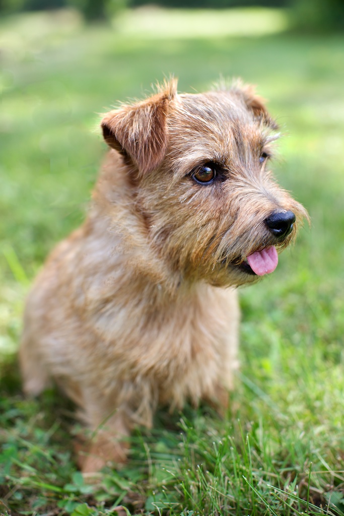 Norfolk Terrier