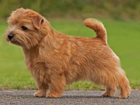 Norfolk Terrier