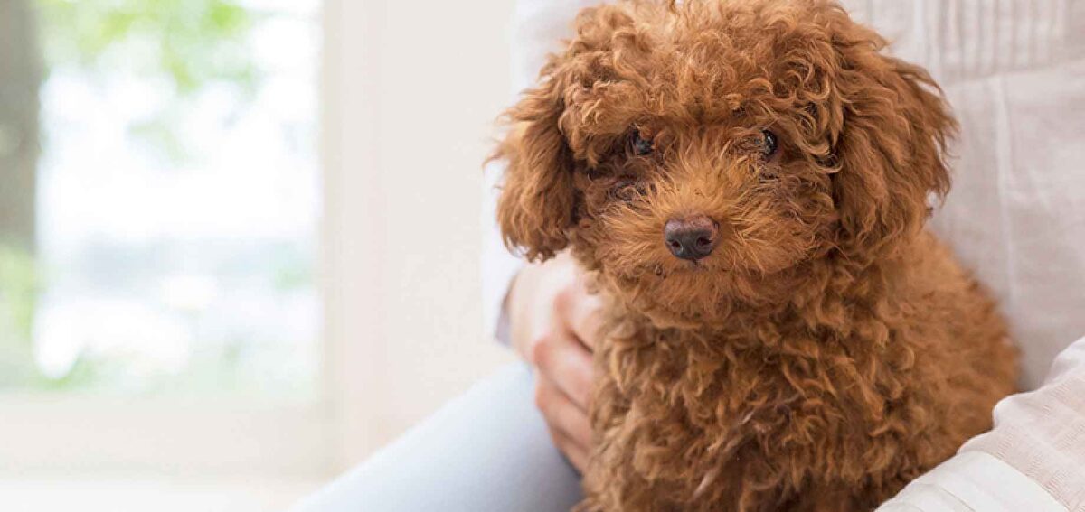 Poodle 