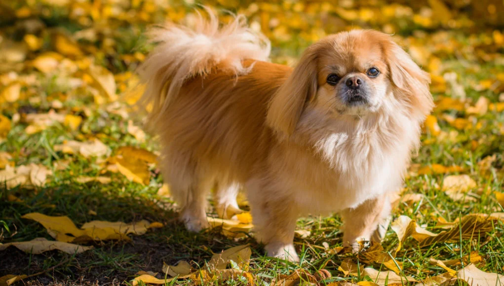 Pekingese