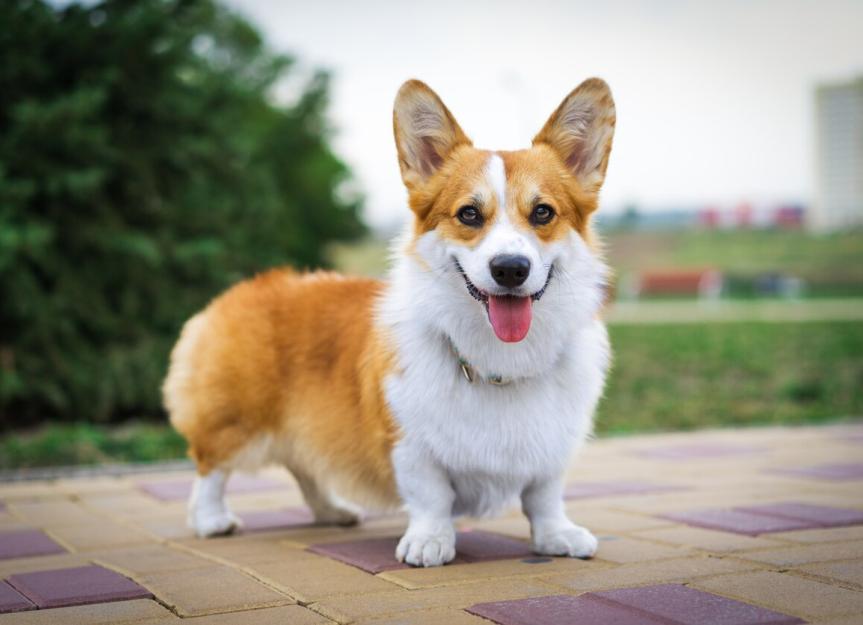 corgi
