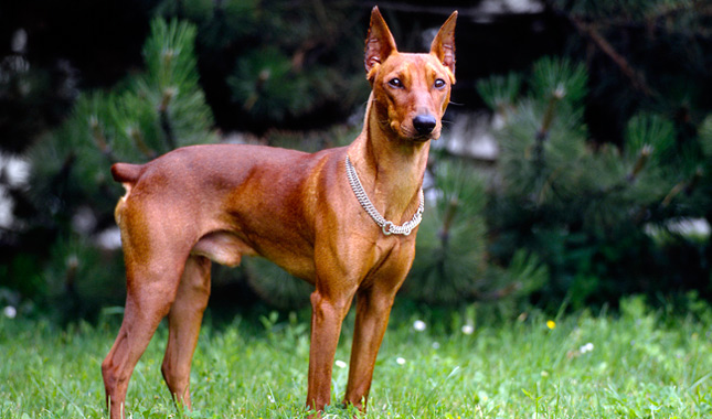 German Pinscher
