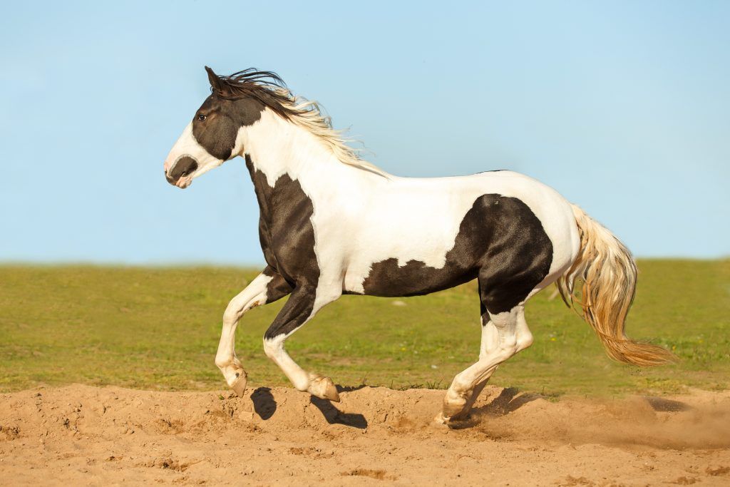 άλογο 