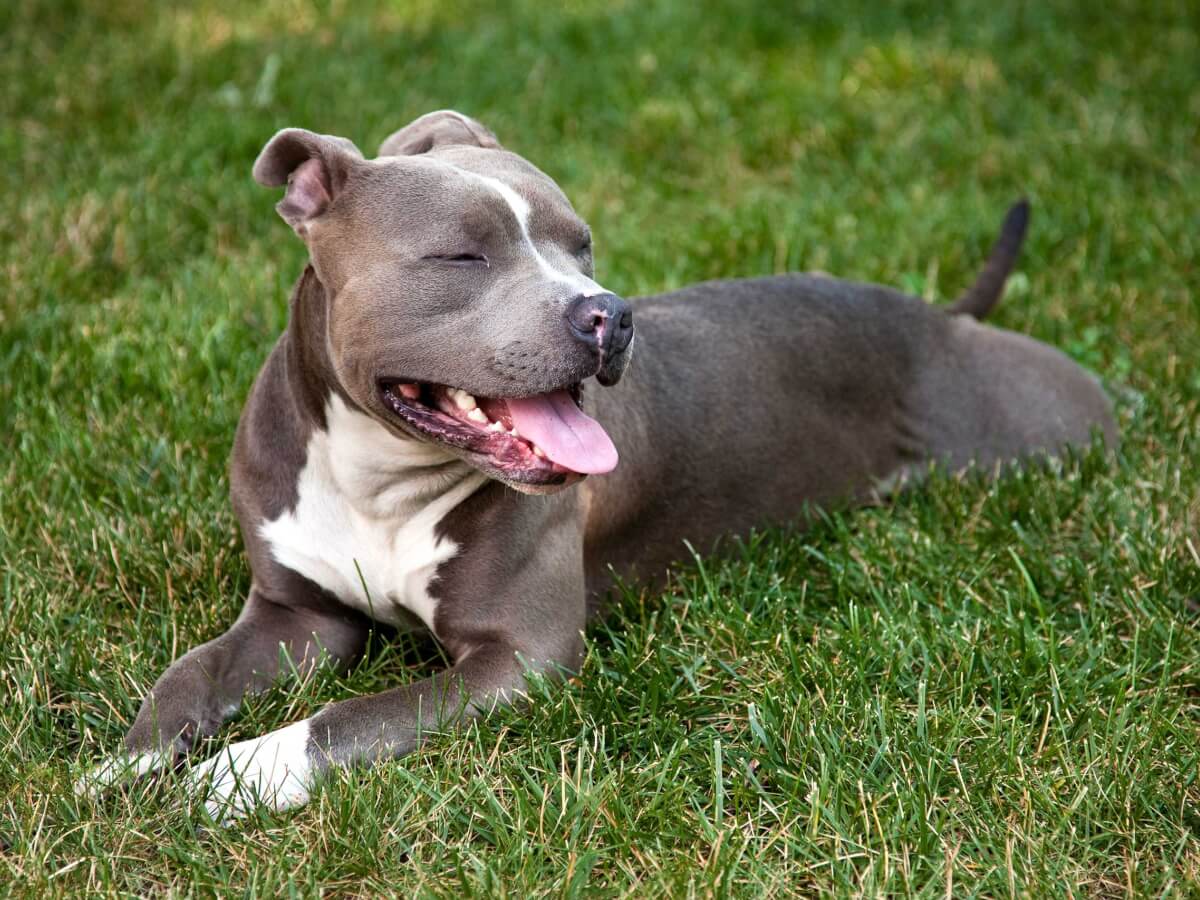 Pitbull Terrier