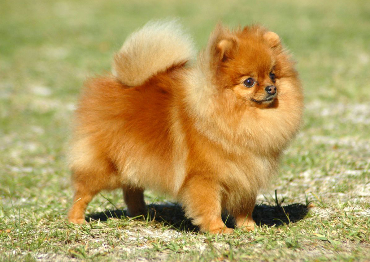 Pomeranian