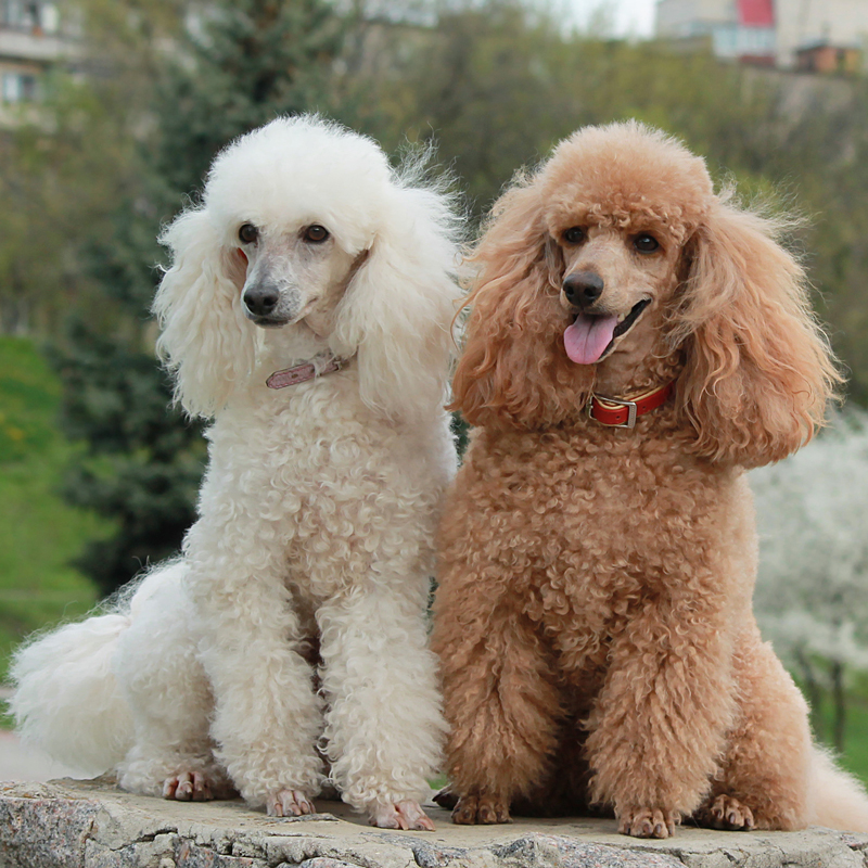 Miniature Poodle