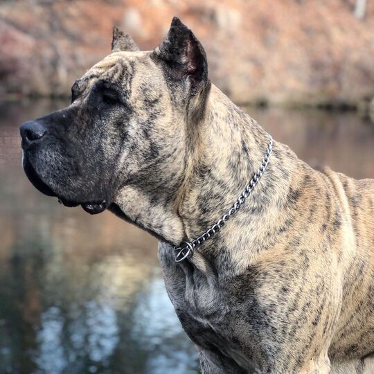 Perro de Presa Canario