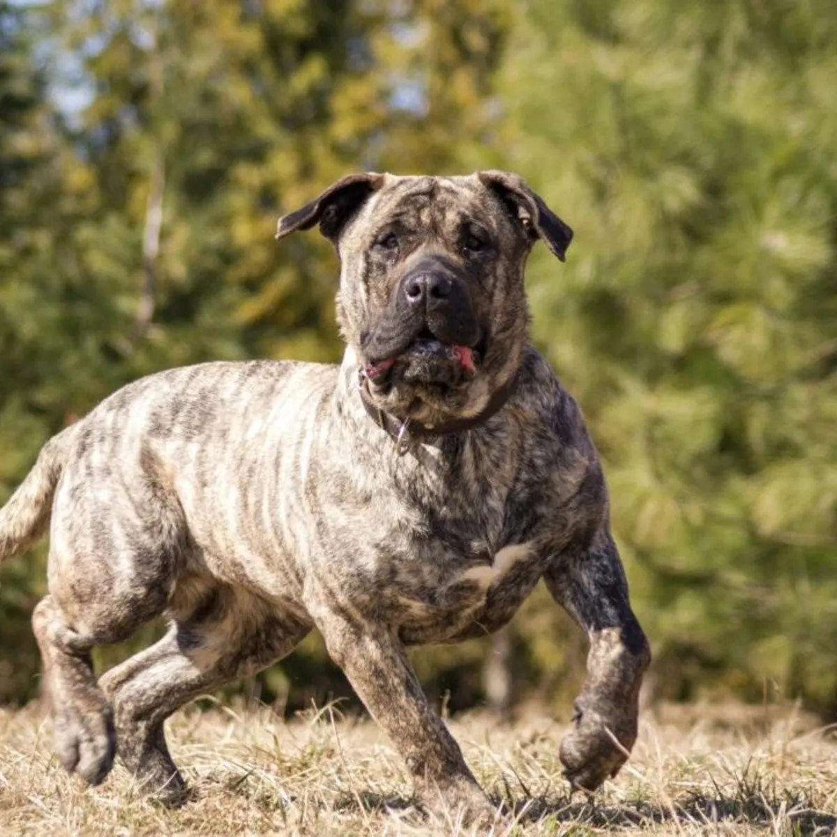 Perro de Presa Canario